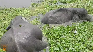 ELEPHANTS PLAYING AND CHILLING IN COLD LAKE WATER || KAZIRANGA NATIONAL PARK