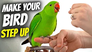 How to Make Your Bird Step Up