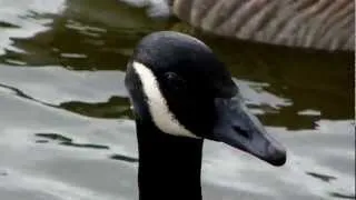 Canada Geese Head Close Up (UK Lake Birds)