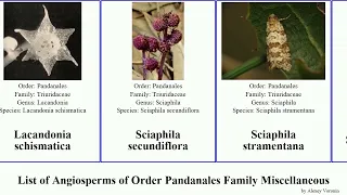 List of Angiosperms of Order Pandanales Family Miscellaneous japonica tuberosa Sciaphila Stemona