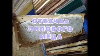 Откачиваем липовый мёд