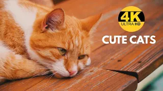 CUTE CATS IN 4K