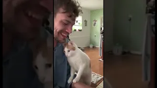 adorable cat is getting emotional as his owner starts singing and playing piano