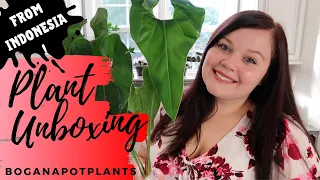 Rare Plant Unboxing - Boganapotplants (Indonesia)