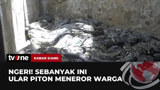 Ngeri, Ular Piton Masuk ke Rumah-rumah Warga Tuban | Kabar Siang tvOne