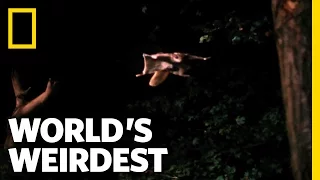 Flying Squirrel | World's Weirdest