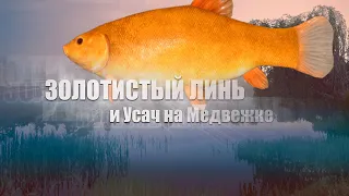 Русская Рыбалка 4 ► Russian Fishing 4 ► Озеро Медвежье - Золотистый Линь и Усач!