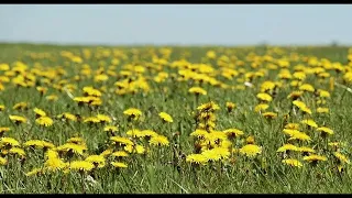 М.В.Лисенко Тарантела для фортепіано