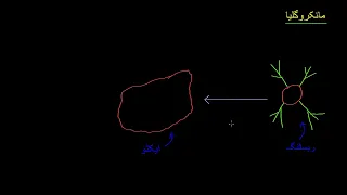 Microglia |  Nervous system physiology |  NCLEX RN |  Khan Academy Urdu