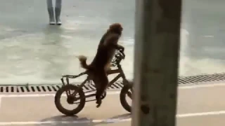 Bear and a monkey on a bike In Circus