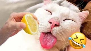 1 Hour Of Funny Dogs And Cats Videos 2024 😅 - Best Funniest Animal Videos Of The Week