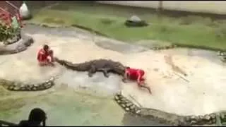 Crocodile Show Goes Wrong