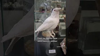 Have you ever seen an ALBINO CROW?!