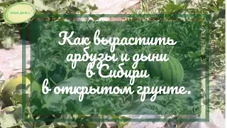 Как вырастить арбузы и дыни в Сибири по природному земледелию