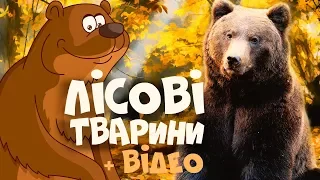 ЛІСОВІ ТВАРИНИ для дітей - розвиваючі мультики українською мовою