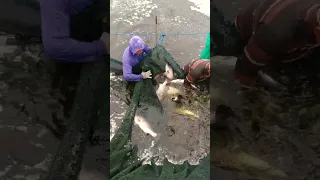 proses panen #barramundi #video