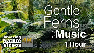 Gentle Ferns with Ambient Music | Relaxation Sound For Stress Relief, Insomnia Relief