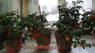 Комнатные томаты  Выращивание томатов зимой
