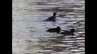 Tufted ducks diving and preening