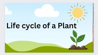 Lifecycle of a plant |Plants Lifecycle | #kids #education #plant