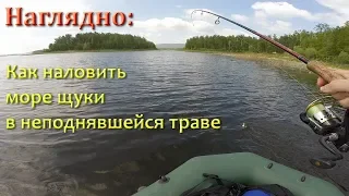 Как наловить море щуки в неподнявшейся траве