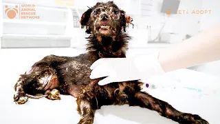 Tiny Skinny Dog With Skin Disease Crawling Under Cars Was Looking For Help! What Did Viktor Do?