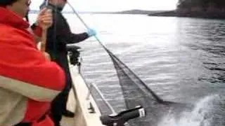 Sea Lion Steals Jack's Fish