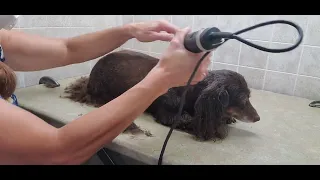 How to groom a Long Haired Miniature Dachshund, Doxin, body grooming transformation video, #7 blade