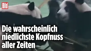 Pandas geben sich aus Versehen gegenseitig Kopfnuss