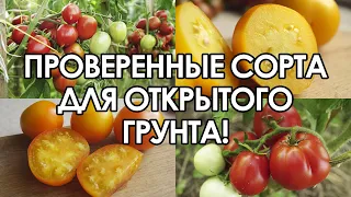 ПРОВЕРЕННЫЕ СОРТА ТОМАТОВ ДЛЯ ОТКРЫТОГО ГРУНТА!