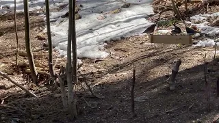 Juncos, Purple and Gold Finches, Mourning Dove, Chickadees at feeder