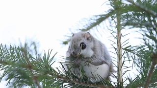 トドマツの葉を食べるエゾモモンガ