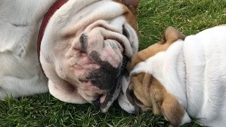 Rudy meets Mimi bulldog puppy