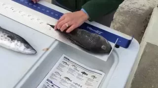 How to Measure a Fish