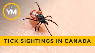 Nearly 2,000 ticks reported across Canada | Your Morning