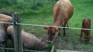 Cows and Pigs