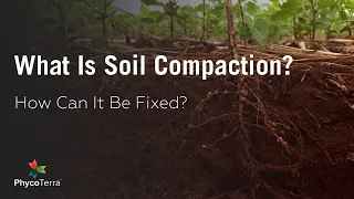 What is Soil Compaction and How Can You Fix it? | PhycoTerra is the Solution