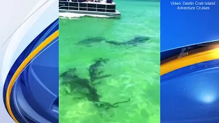 Four hammerhead sharks surprise boaters at Crab Island in Destin