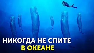 Факты о морских животных, которые не дадут вам уснуть (как это всегда бывает с ними)