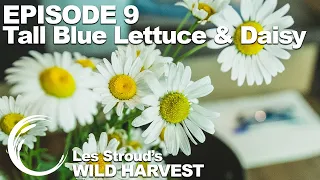 Survivorman | Les Stroud's Wild Harvest | Season 1 | Episode 9 | Tall Blue Lettuce & Daisy