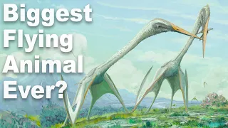 What Was The Biggest Flying Animal Ever?