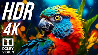 Dolby Vision - Wildlife 4K HDR 60fps in 2024 EXTREME COLORS