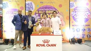 DALBONG Pembroke Welsh Corgi (BEST IN SHOW winner) Cavite Canine Club Inc Dog Show / PCCI