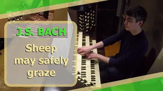 J.S. Bach - Sheep may safely graze - Ben Bloor