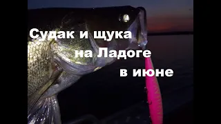 Чем ловить судака и щуку на Ладоге.