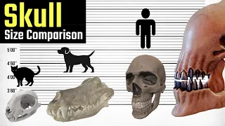 Skull Size Comparison