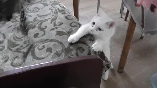 №2 Белый глухой кот. Играю с котом.