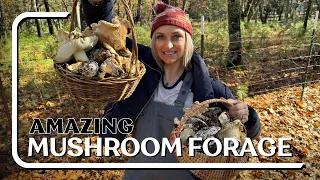 Northern California Mushroom Foraging | Chanterelles & Matsutake Mushrooms