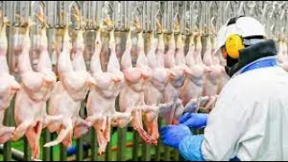 MODERN ULTRA CHICKEN MEAT PROCESSING FACTORY IN UGANDA STEP BY STEP AT UG CHICK AMAZING FOOD PROCESS