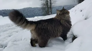 Norwegian Forest Cat: A royal walk with Finn ASMR